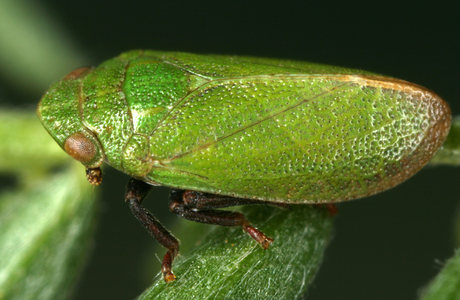 Grüne Ameisenzikade (Tettigometra virescens) - © Gernot Kunz